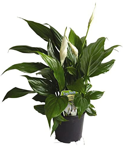 Lirio de la Paz Planta Natural Spatiphyllum Peace Lily Flor de Interior Natural