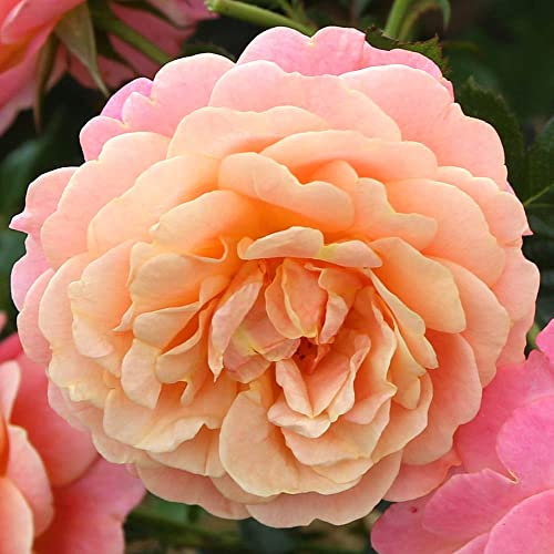YouGarden Climbing Rose Peach Melba Bare Root, Grow Climbing Roses for Gardens