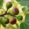 GreenboutiQ - Plante fruitière - Figuier - Ficus caria Little mis Figgy - Fruit Rouge - 2 plantes - Pot 15cm Hauteur 50cm