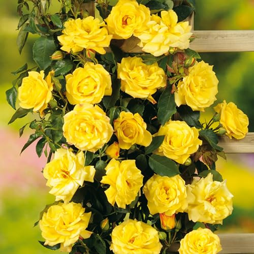 GARTEN SCHLÜTER® Kletterrose Goldstern im 5 Liter Container