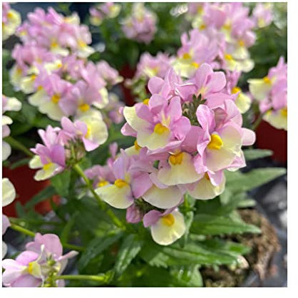 Nemesia Neminio Up Lemon Pink - 6 Starter Plants -.Fantastic for Hanging Baskets, Plug Plants. Noticeable Nemesia Summer is here! Plants Online.