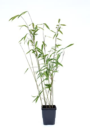 Schwarzer Bambus - Fargesia nitida Black Pearl - keine Wurzelausläufer - schnell wachsend - winterhart (30/40 cm hoch)