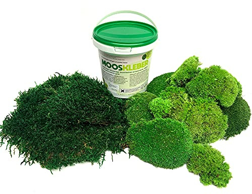 250 g Kugelmoos + 250 g Flachmoos + 1 kg Mooskleber - echtes Natur-Plattenmoos und Bollenmoos konserviert - Moos-Set DIY
