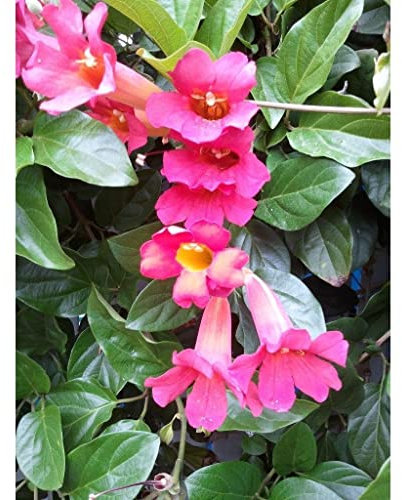 Bignonia Bignonia cherere Distictis buccinatoria pianta rampicante in vaso ø9 cm con canna h.60 cm Vivaio di Castelletto