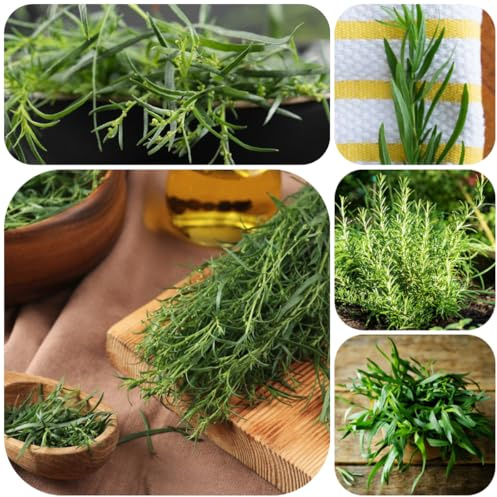 semi di dragoncello biologici, dragoncello, giardino da interno selvatiche, resistenti 500pcs