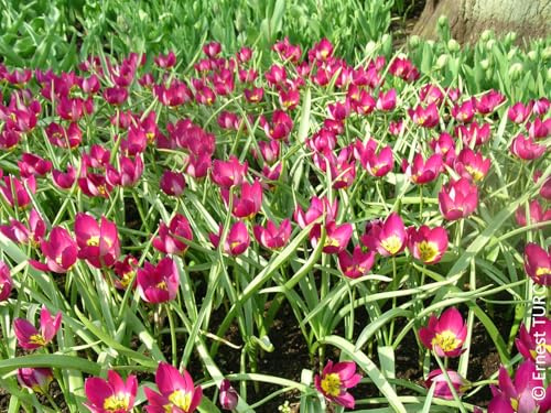 Tulipa humilis var. pulchella 'Persian Pearl' (Multi-bulbe) / Tulipe botanique naturalisable/Conteneur de 1 à 1.9 litres/Vivace bulbeuse