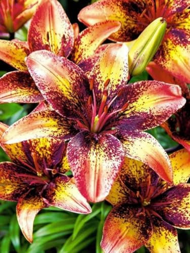 5x Frische Zwiebeln Blumenzwiebeln Baumlilien Lilien Riesenlilie  Tribal Dance Wuchs bis 150cm duftender Frühlings Sommerblüher