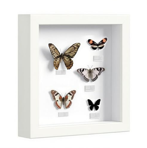 3D Bilderrahmen Zum Befüllen, 25 x 25 cm Bilderrahmen Tief Hölzern Bis 3cm Zum Befüllen für Objekte Blumen Hochzeitsgeschenk oder Erinnerungsstücke Weiß