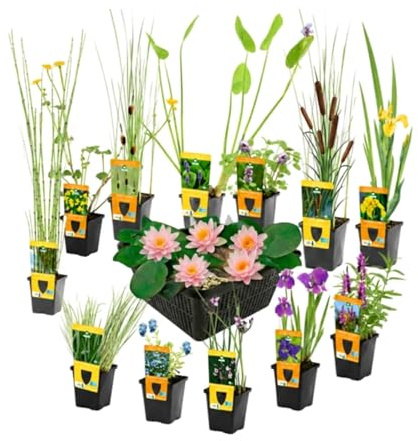 vdvelde․com - Plantas de estanque 13 uds, nenúfar enano rosa Nymphaea