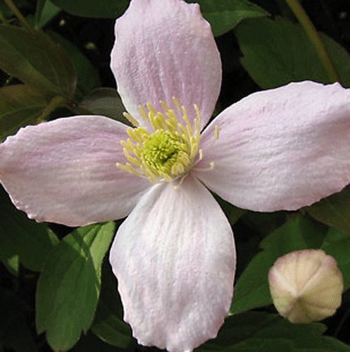Clematis Montana 'Elizabeth' 15cm Deep Pot Size