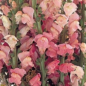 Snapdragon Potomac GF3-4 Pink 500 Seeds