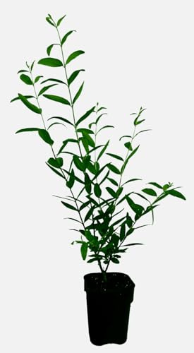 Seedeo® Granatapfelbaum ‚Haku Botan‘ Punica granatum ca. 15-20 cm