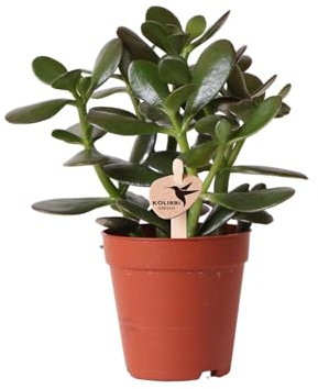 Kolibri Greens | Groene Pflanze - Sukkulente Crassula Ovata - grüne Zimmerpflanze - frisch aus der Gärtnerei - Ø9cm