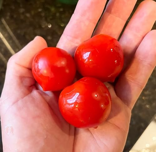 Geranium Kiss Dwarf Tomato Premium Seeds for Planting Packet