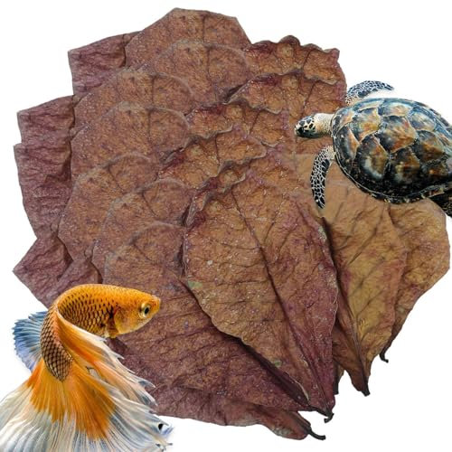Betta Garnelenblätter | Catappa Indische Mandelblätter für Aquarien | Mandelblätter für Betta-Fische | Betta Aquarium-Zubehör für Schildkröten, Garnelen, Wels und Frosch