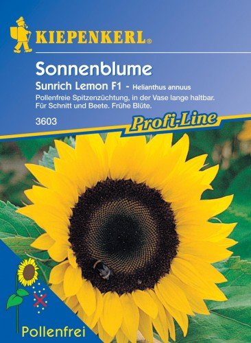 Sperli Blumensamen Sonnenblume Sunrich Lemon, F1, grün