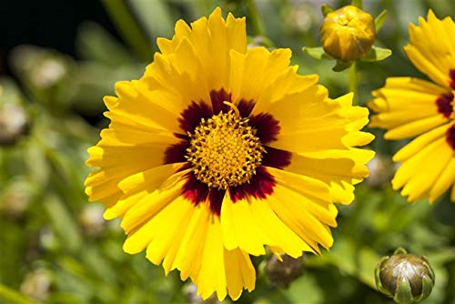 Coreopsis grandiflora 'Sonnenkind' im Topf – Winterhart & Mehrjährig & Pflegeleicht – Mädchenauge – Staudenpflanze für Beet & Garten