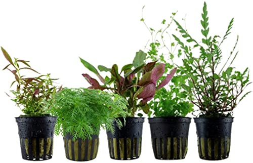 AquaOne Akvarium växter I 5 x vattenväxter I medelbotten akvarieväxter I Hottonia Lobelia Limnophila Hydrocotyle Hygrophila I set med 5 medelhöga växter