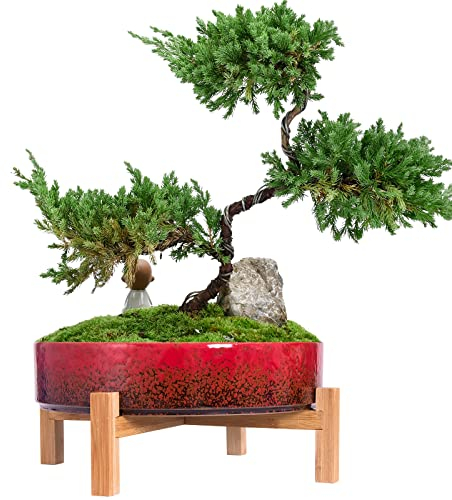 Grand Pot de Plante succulente de 11,3 Pouces avec Pot de bonsaï en céramique de Drainage avec Support, Bol Peu Profond de récipient de Plante de Fleur de Cactus pour la décoration intérieure