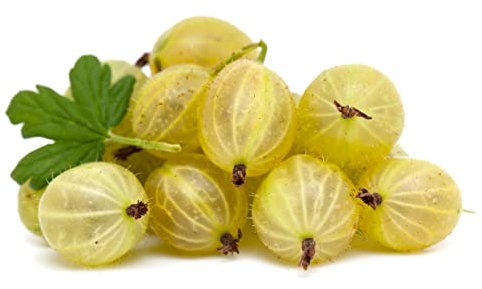 Gooseberry Plants, Gooseberry 'Hinnonmaki Yellow', Full Plants in 2 Litre Pots, Gooseberries, Garden Ready and Ready to Plant, Premium Quality Fruit (1)