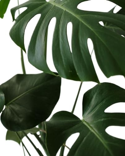 Monstera Deliciosa Natural la Reina de las Plantas de Interior