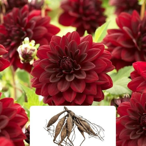 1 Dahlia Arabian Night Bulb – Striking Dark Red Blooms for a Stunning Summer Display – Perfect for UK Gardens – Hardy Perennial Flowering Bulb
