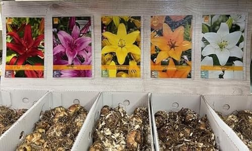 10 Bulbi di Lilium in colori diversi come foto da greppia