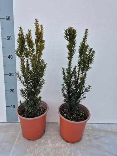 2 Piante Vere di Taxus x media ‘Hillii’ - Vaso 17 cm - Tasso Ornamentale Adatto per Vasi Bonsai e Siepi - Vivai Giulian Giovani Piante