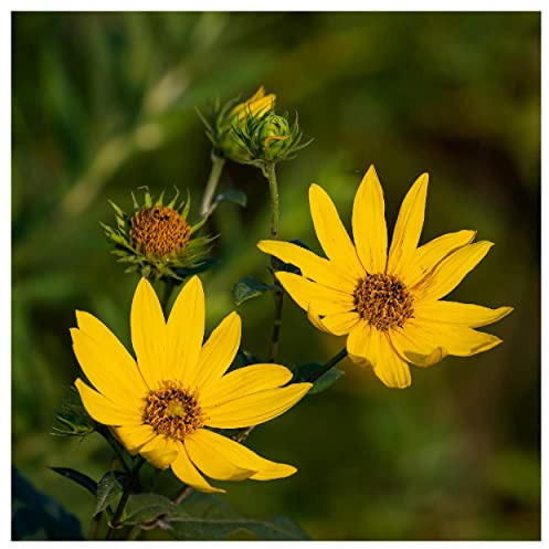 Everwilde Farms - 1/4 Lb Saw-Tooth Sunflower Native Wildflower Seeds - Gold Vault