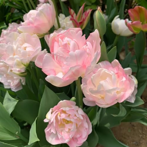 Bulbi di tulipano - da balcone Bulbi di tulipano perenni resistenti, regali per gli amanti del giardino resistenti per il giardino rare decorazione 2pcs
