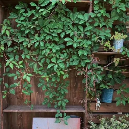 semi resistenti di vite selvatica, giardino Parthenocissus tricuspidata, rampicanti resistenti da giardino roccioso regali per giardinieri vecchie varietà 100pcs