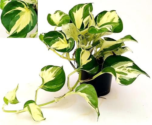 POWERS TO FLOWERS - EPIPREMNUM, SCANDENS, POTOS, MANJULA, VASO 12CM, pianta vera