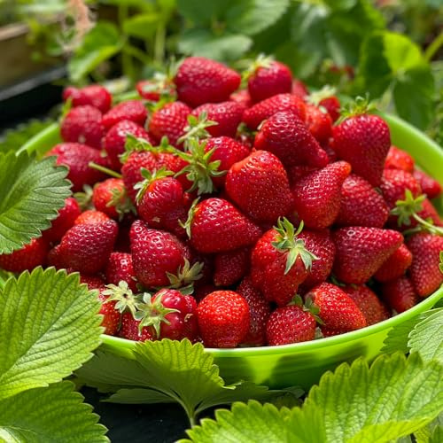 GrunerGarten Erdbeerpflanzen 10 Stück, Erdbeeren zum Auspflanzen Typ ‘Portola’, Pflanzen Mehrjährig und Immertragende, Sehr Süße Früchte, Pflanze Frigo, Strawberries Seedling