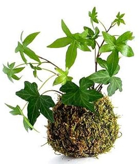 DECOALIVE Kokedama Hiedra - Hedera Helix - Planta Envuelta en Musgo