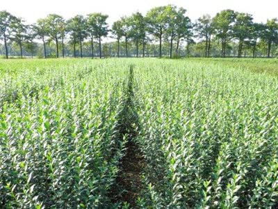 30 Stk. Liguster Atrovirens Ligusterhecke Containerware 80-100 cm hoch - Ligustrum vulgare Atrovirens - Garten von Ehren®