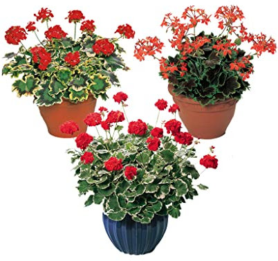 Variegated Upright Geranium Collection 6 Starter Plants-Geraniums .Fantastic for containers, Plug Plants. Geraniums are here! Plants Online.