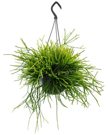 Urban Jungle Elegance - Moderne Kakteen-Ampel mit toller Blattstruktur - Rhipsalis pulchra - 15cm