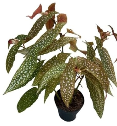 Begonia Maculata Pianta in Vaso, Altezza 40-50 cm, Vaso 13 cm