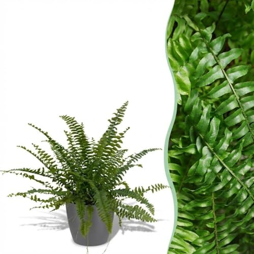 Nephrolepsis exaltata Green Lady - Felce - Pianta adatta agli animali domestici - Verde - 2 piante - con vaso grigio - 25cm - Ø12cm - Pianta d'appartamento - Set completo - Pianta con vaso