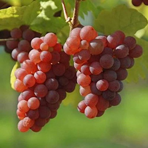 Weinrebe Suffolk Red 80-100cm - Vitis - lebende Gartenpflanze aus den Baumschulen
