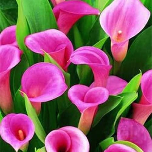 Seltene Pflanzen,Zierblumen,Calla Pflanze Zwiebeln,Winterharte Zwiebeln,Hochzeitsblumen,Perfekte Schnittblumen,Calla-Zwiebeln,Lebende Pflanzen,Natürlich-10 Zwiebeln-A
