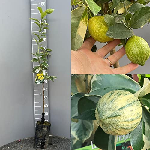 Citronnier SAVINI VIVAI, agrume, citron coloré en phytocelle, hauteur 100-120 cm greffé pendant 1 an, fabriqué en Italie