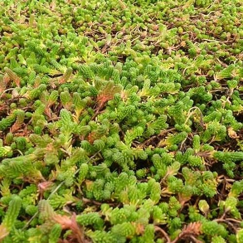 6x Orpin de Bologne – Sedum sexangulare – Godet 9x9cm | Feuillage persistant, fleurs jaunes