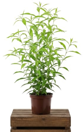 Cestrum Nocturnum Galán de Noche Planta Natural para Jardín DECOALIVE Maceta de 17 cm