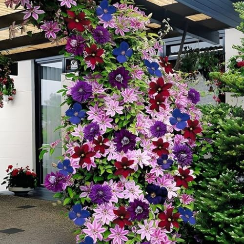 Schön Clematis-Rhizom, Überraschend wachsend, Winterhart Mehrjährig, Geeignet für Frühling und Herbst, Kein Gießen Erforderlich, Leicht Zu ZüChten-6 Rhizom-B