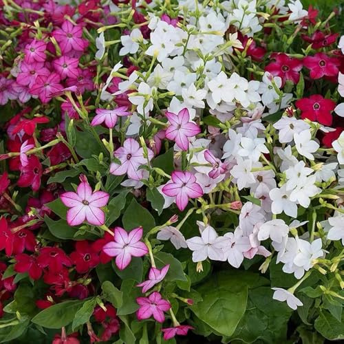 semi di tabacco, aiuole rialzate resistenti in vaso giardino decorazione del soggiorno balcone esterno 250pcs