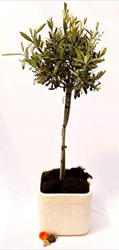 POWERS TO FLOWERS - ULIVO ALBERELLO H120cm, IN VASO PIETRA, Pianta Vera