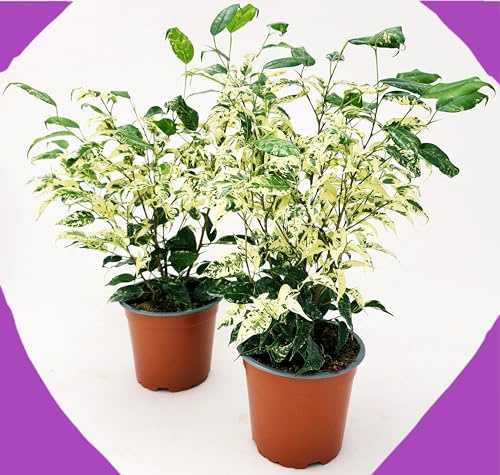 FICUS BENJAMIN NANO VARIEGATO RAINBOW, 2 PIANTE, VASO 12CM DIAMETRO, piante vere