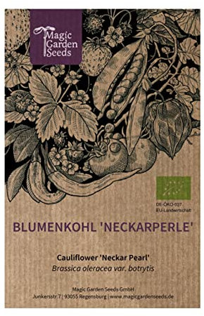 Cavolfiore 'Neckarperle' (Brassica oleracea var. botrytis) 50 semi biologici Cavolo italiano Cavolfiore Cavolfiore Cavolo formaggio
