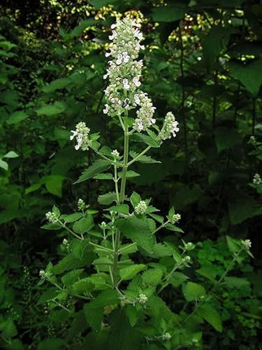 Buy4seeds 1000 Seeds HERB Catnip Catmint Nepeta CATARIA White Useful for Gardening (1000 Seeds)